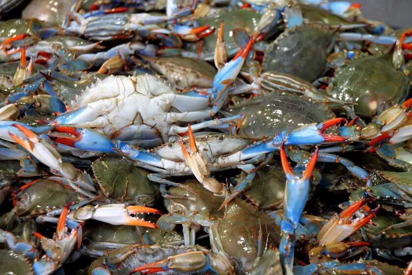 El "invasivorismo" lleva años animándonos a comer especies invasoras para frenarlas. La ciencia cree que es una pésima idea